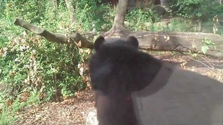brilbeer - Tremarctos ornatus - Spectacled Bear