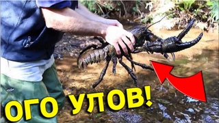 Улов в КАМЫШАХ порадовал Батю, не Зря НЫРНУЛ за РАКОМ, Доволен как СЛОН!!!