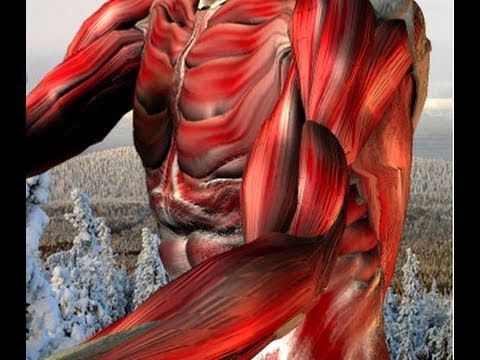 pressure points of the arms