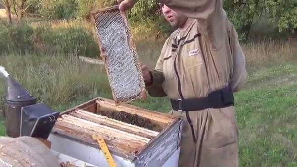 Пчеловодство видео Отбор меда 7 августа Beekeeping video Selection of honey