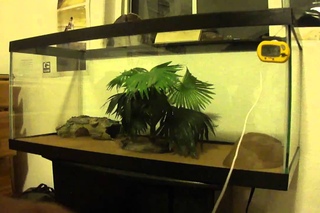 How To Set-Up A Leopard Gecko Enclosure