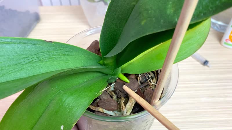 корни орхидеи за пару дней НАЧАЛИ РАСТИ от ЭТОГО пинка :