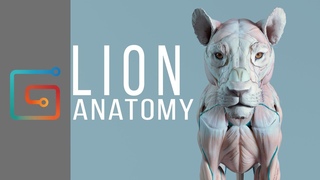 Lion anatomy by Maria Panfilova