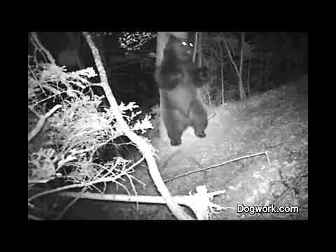 If a bear dances in the forest does anybody hear