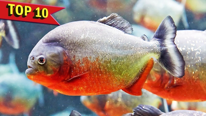 Top 10 Aggressive Aquarium