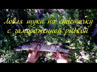 Ловля ЩУКИ на снасточку с УКЛЕЙКОЙ
