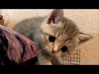 Котёнок шалунишка  Посмотри какая милота!