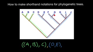 Shorthand Notations of Phylogenetic Trees Explained
