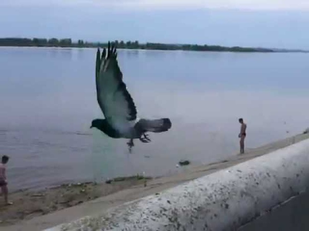 Тренировочный заплыв в