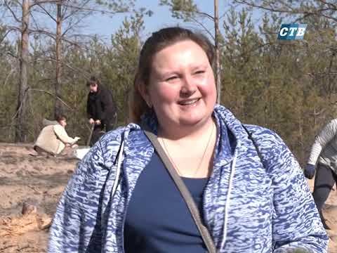 Близько 30 тисяс сіянців сосни висадили