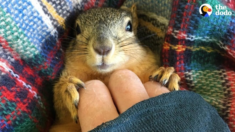 Rescue Squirrel Asks His Parents To Adopt Him PEANUT, The