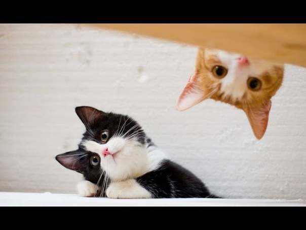 Funny Cats NEW 2014 Funny