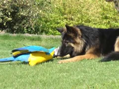 Parrot Dog playing with a