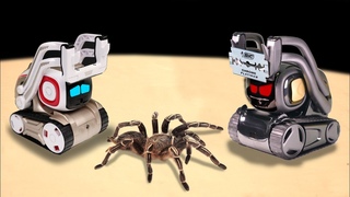 ЧТО ЕСЛИ РОБОТ ANKI COZMO И ANKI VECTOR УВИДЯТ ОГРОМНОГО ПАУКА ДВА ИСКУССТВЕННЫХ ИНТЕЛЛЕКТА VS ПАУК