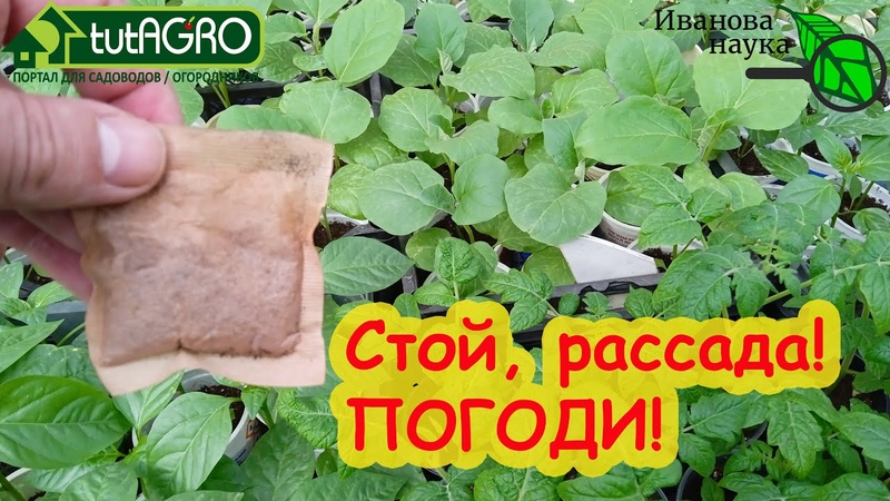 ТАКОЙ СИЛЬНЫЙ ЧАЯ Как правильно использовать черный и