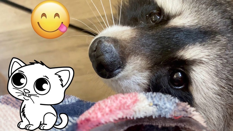 Jessie and Africa today delight us with their positive mood, and raccoon wants to play with