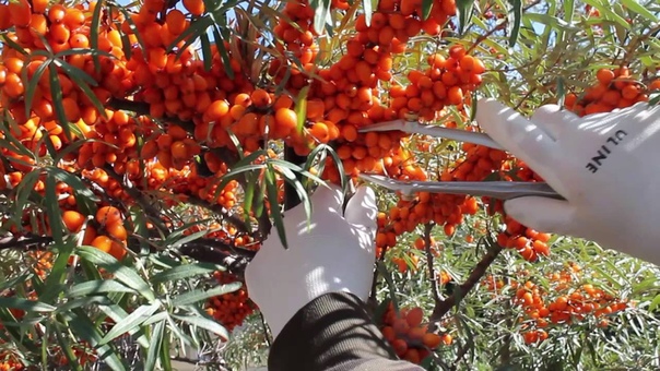 Sea Buckthorn Picker plier. Съемник