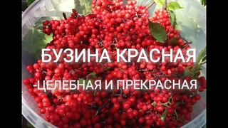 БУЗИНА КРАСНАЯ - ЦЕЛЕБНАЯ И ПРЕКРАСНАЯ