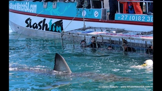 Gansbaai - Marine Dynamics