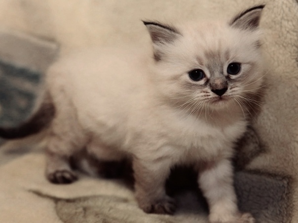 Котята тюмень. Взять котенка в тюмени. Авито котята. Котята из тюмени. Котята трехшерстные сибирские котята.