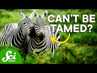 Why Don't Humans Ride Zebras