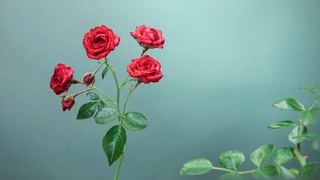 Birth of Roses. Naturalistic Viral Stop Motion Animation
