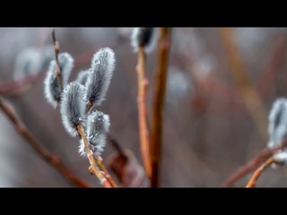 Апрель 2024 - Lumix GH2 (hack ) - MC Helios 44м - 4