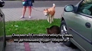 ЛЮБЯЩЕЕ СЕРДЦЕ! ОНА ГОТОВА ПОГИБНУТЬ САМА, РАДИ СПАСЕНИЯ МИЛЫХ КОТЯТ!