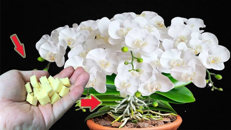 Place A Piece Under The Root, Suddenly The Orchid Magically Blooms