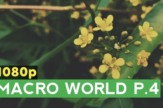 macro world p.4 | Nature | Lake | Beautiful flower