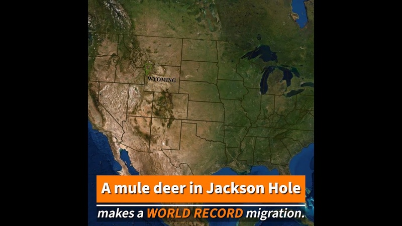 Deer 255 Repeats Her World Record Long distance Migration: From the Tetons to the Red