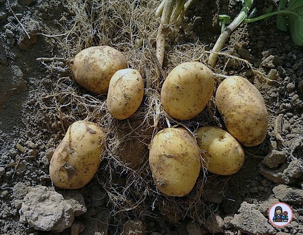 розара семена картофеля. картофель найдена. сорт картофеля танай жёлтый. картофель пораженный фитофторой. урожай картофеля.