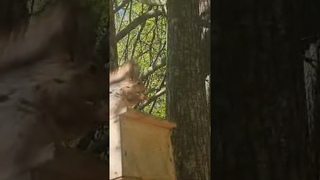 А белочка пришла