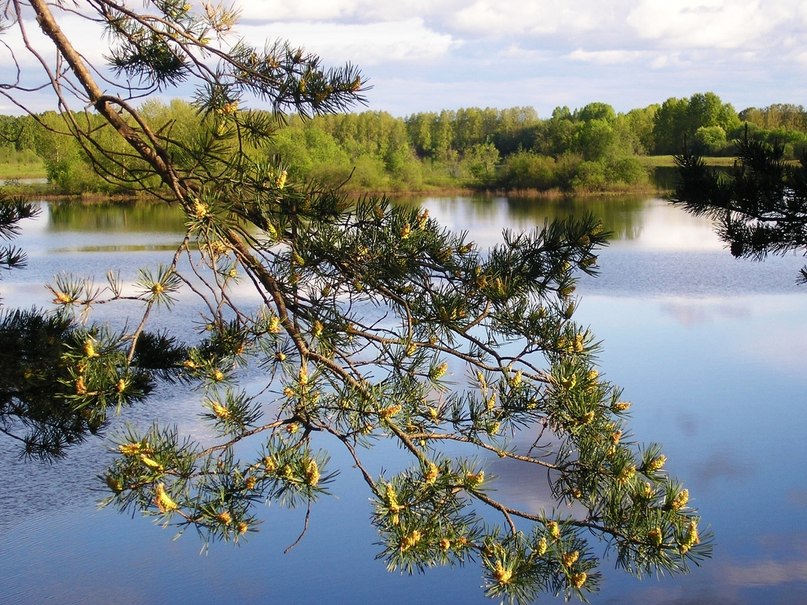 Gargulia Strannik | Санкт-Петербург