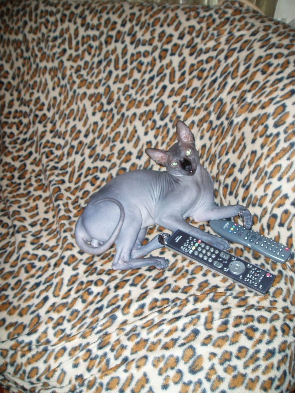 Лена Мащенко | 