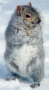 Аннушка Новикова