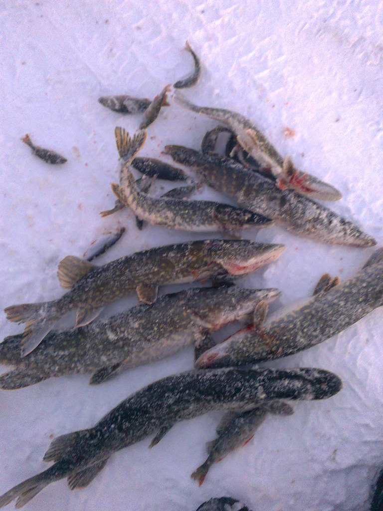 Сергей Григорьев | Великие Луки