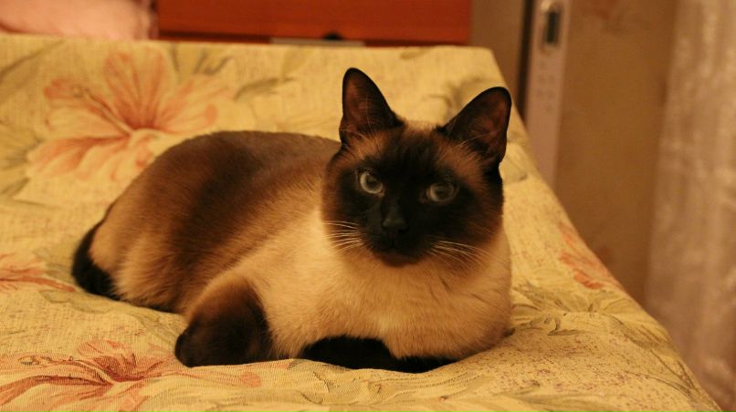 Ленулька Полякова Agahta | Москва