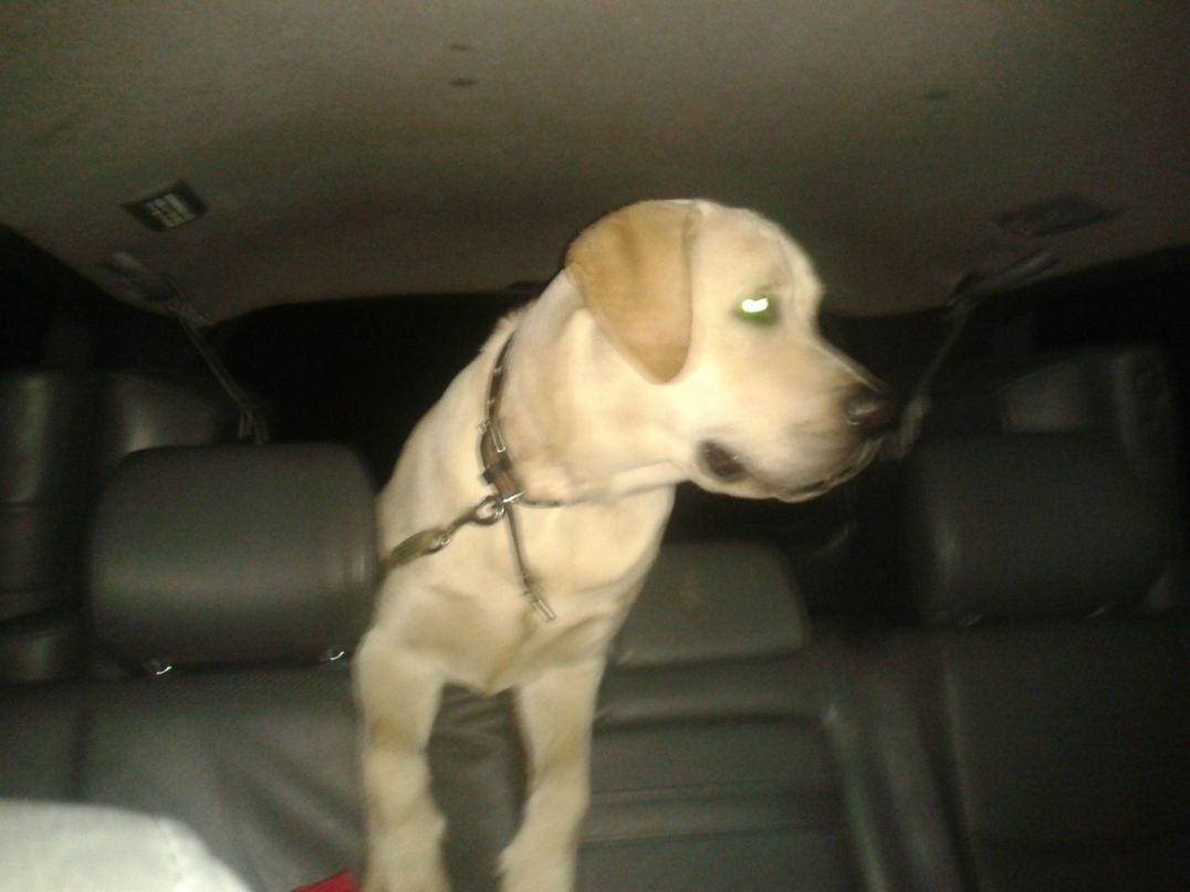 Юлия Павлова | Иркутск