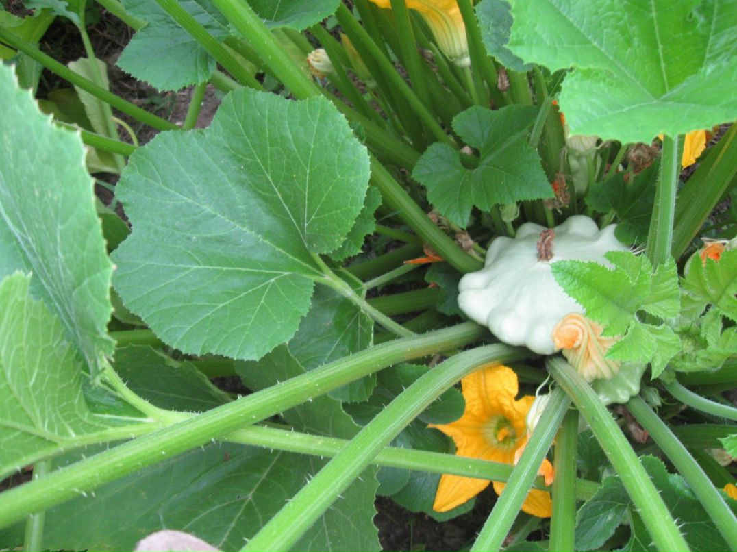 Наталья Капралова | Санкт-Петербург