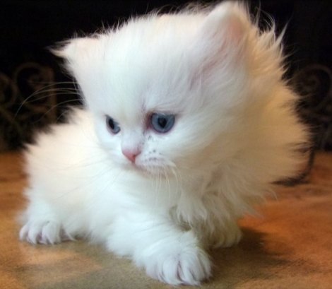 Юлия Самлеева | 