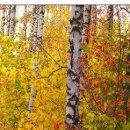 №142, Олег Водинов, Череповец №142, Олег Водинов, Череповец