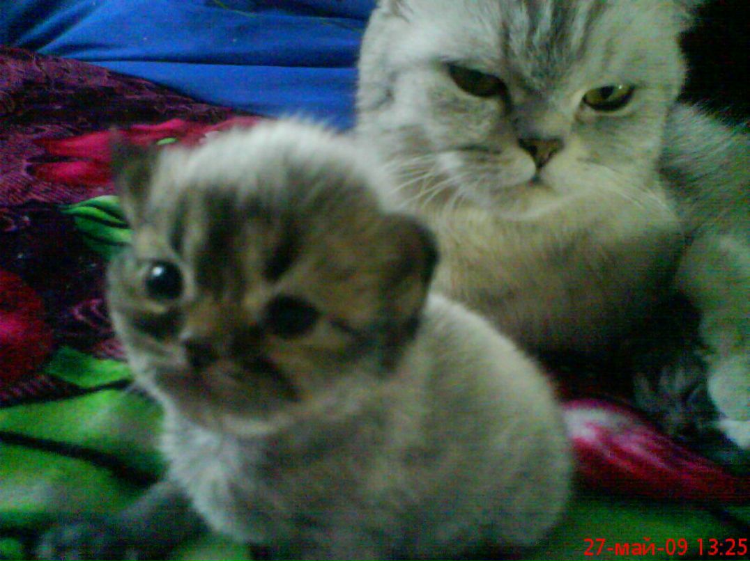 Наталья Трифонова | Тольятти