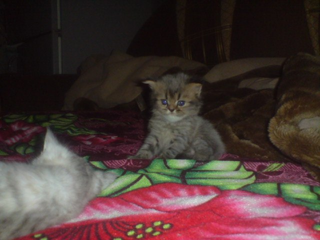 Наталья Трифонова | Тольятти