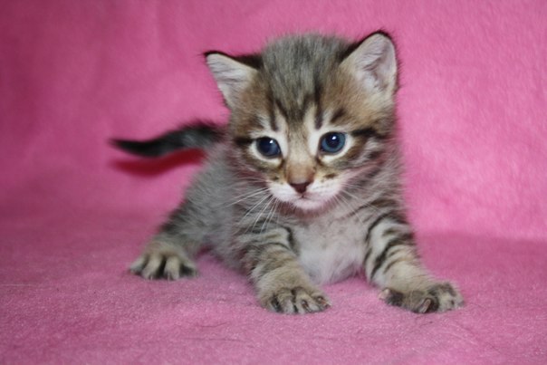 Юлия Можейко 