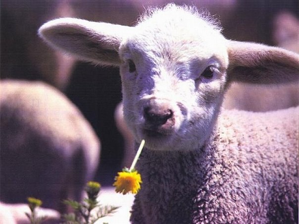 Андрей Гайворонский | 