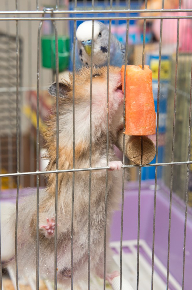 Алексей Пригарин | Волгоград