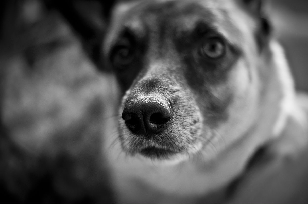 Кубик Булавин-Исаев | 