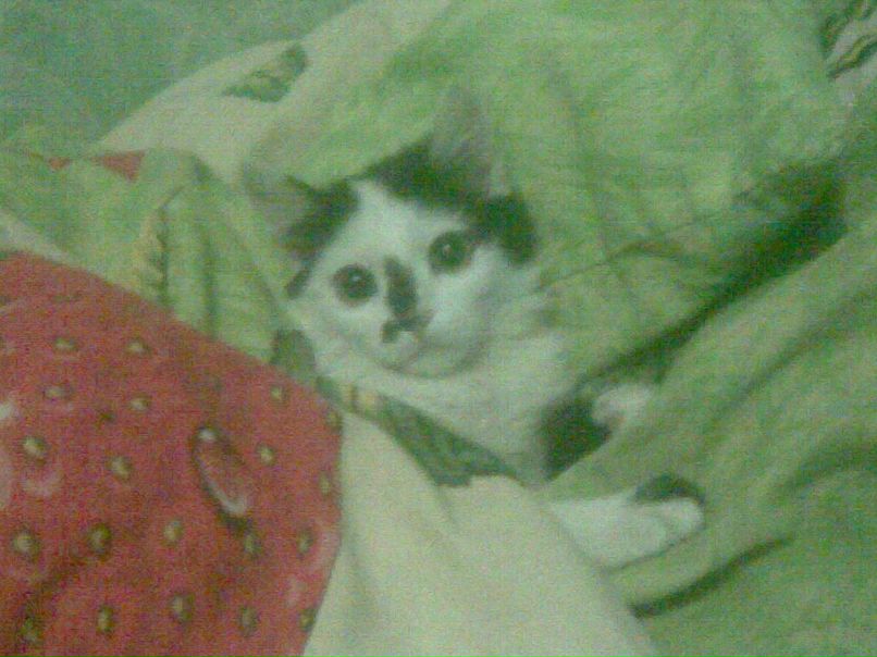 Олег Калита | Донецк