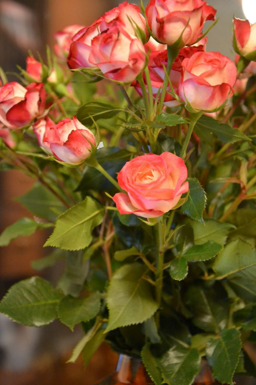 Александра Дёрина | Москва